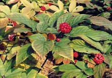 Korean Ginseng